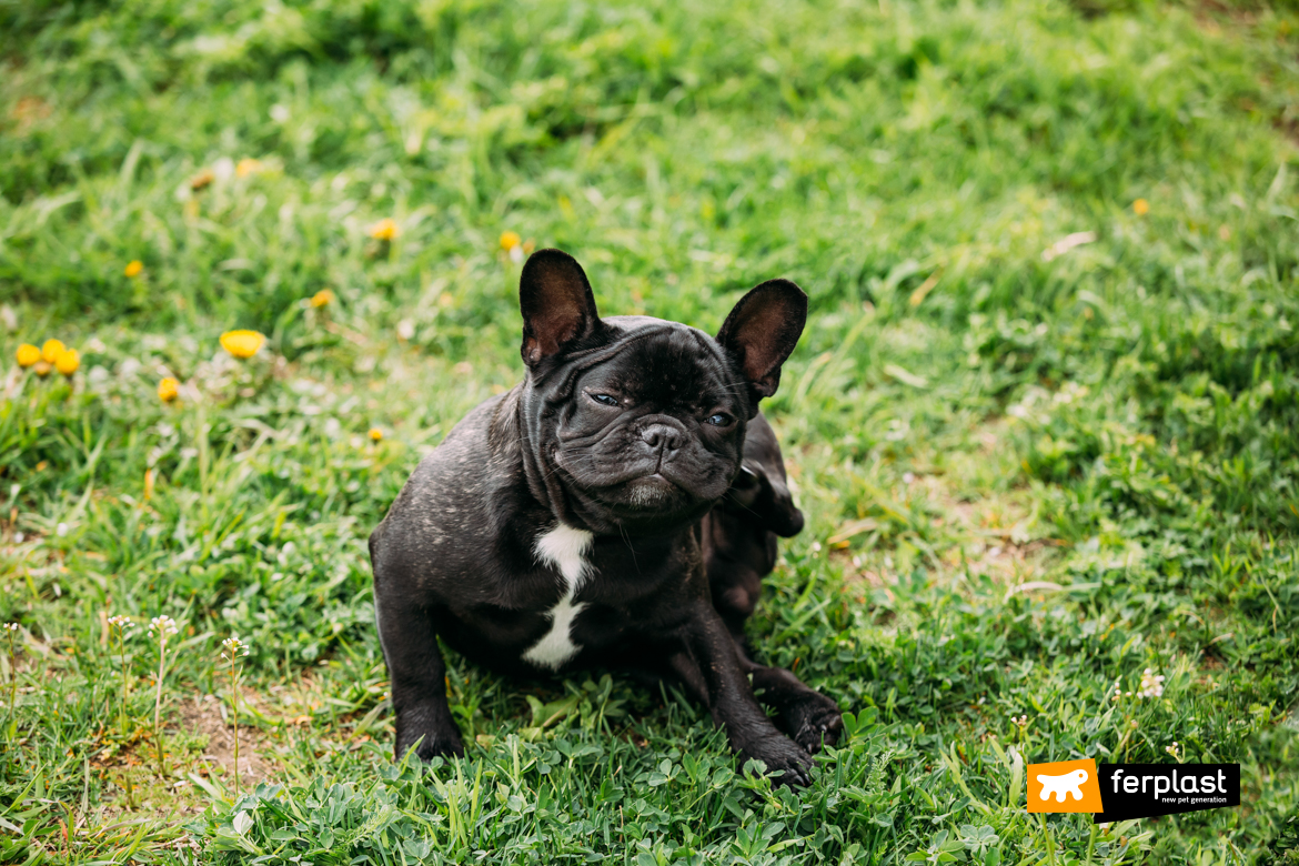 O cão negro se arranha