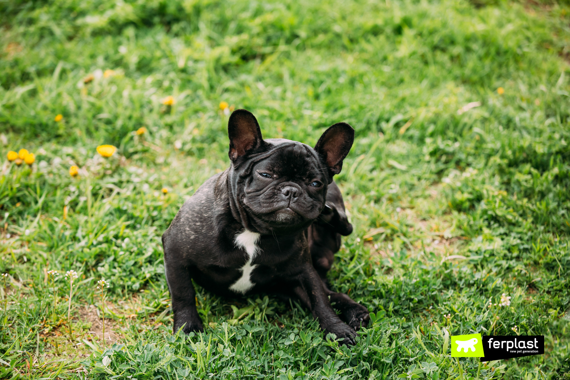 Cane ha prurito e si rotola sull'erba