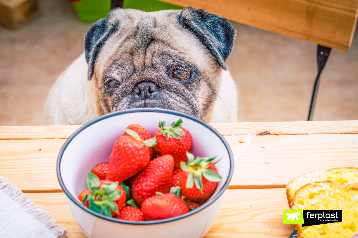 Cane che guarda una ciotola piena di fragole