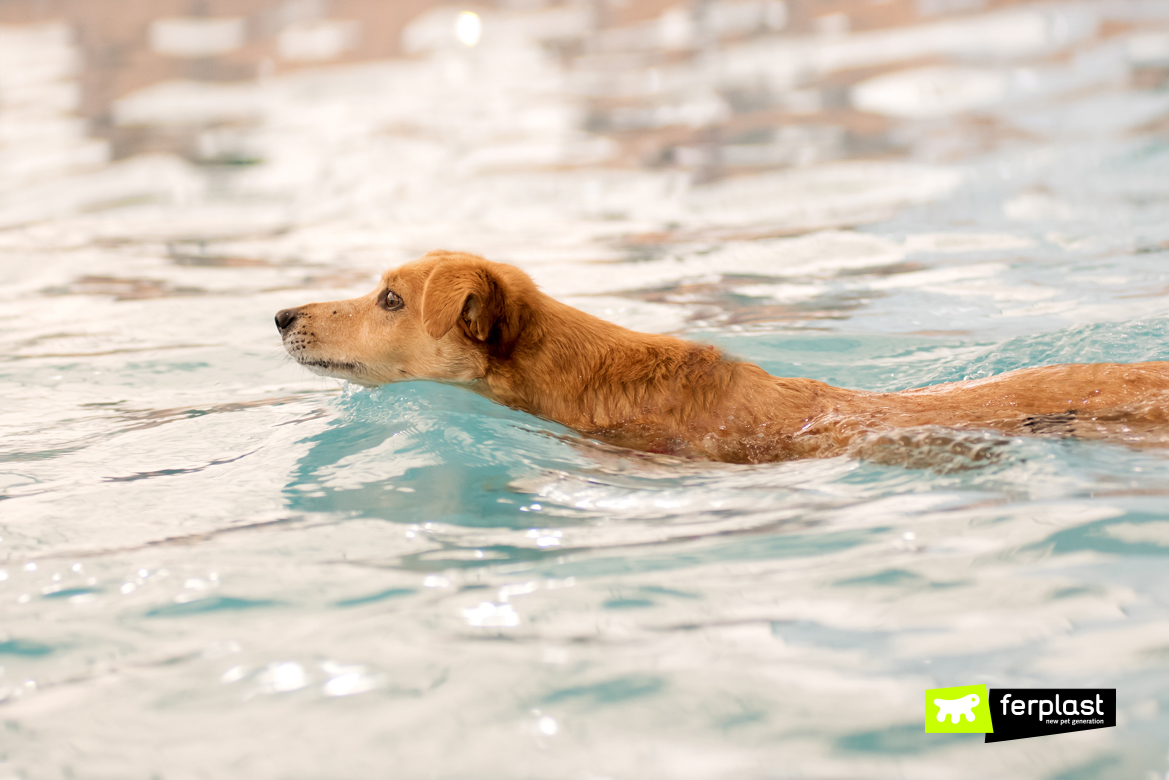 Le chien nage dans la mer