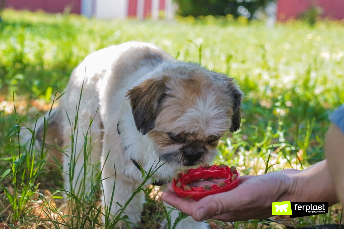 Giochi Per Cani Che Migliorano L'Igiene Orale - Smile di Ferplast