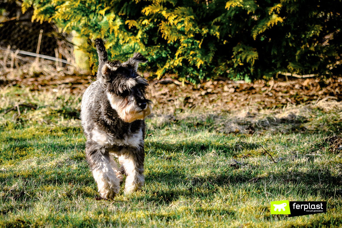 Le chien court dans le pré