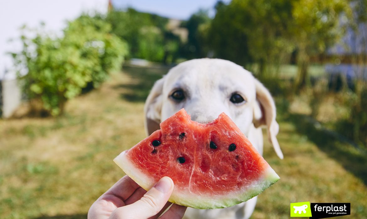 Cão comendo uma fatia de melancia