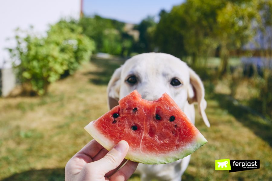 Cão comendo uma fatia de melancia