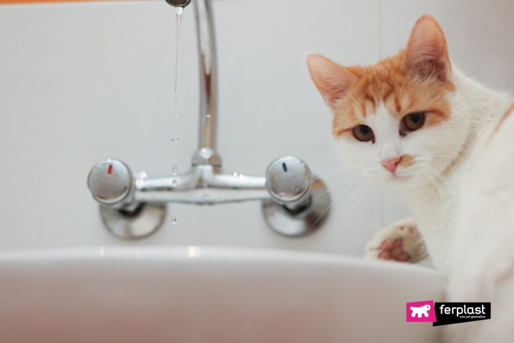 CATS ARE ATTRACTED TO BLEACH HERE IS WHY