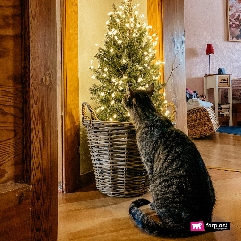 Tabby cat in front of Christmas tree