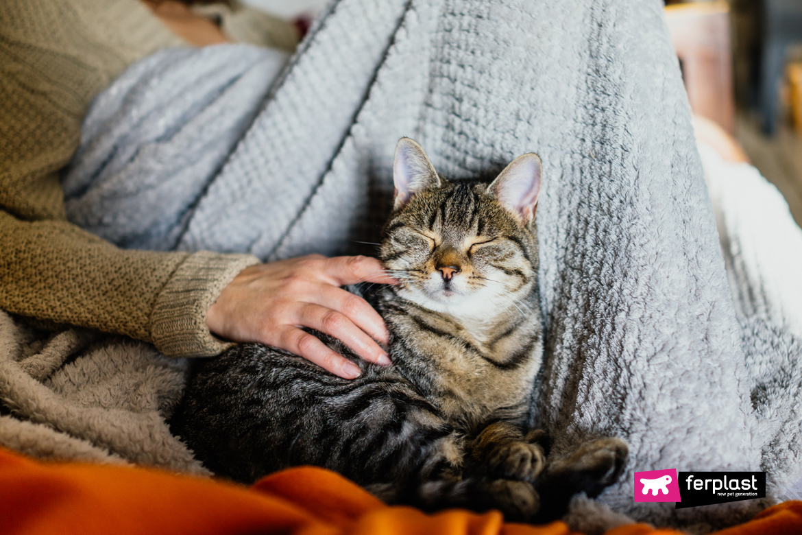 Padrona accarezza gatto mentre dormono insieme