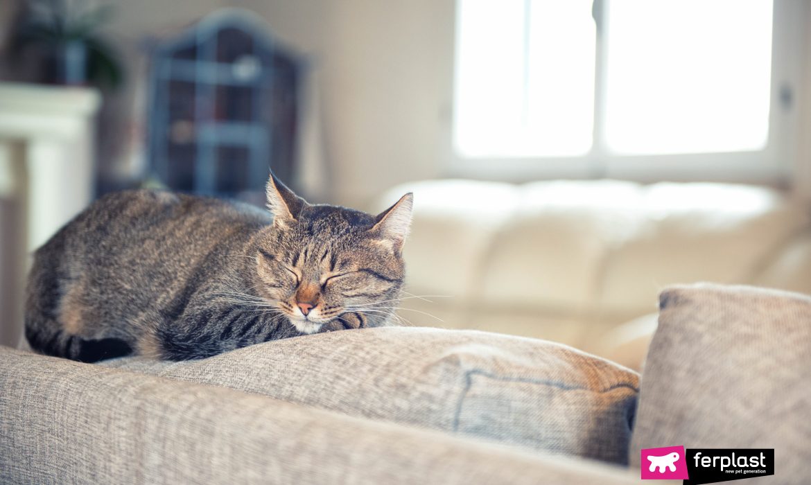 O gato triste dormindo no sofá