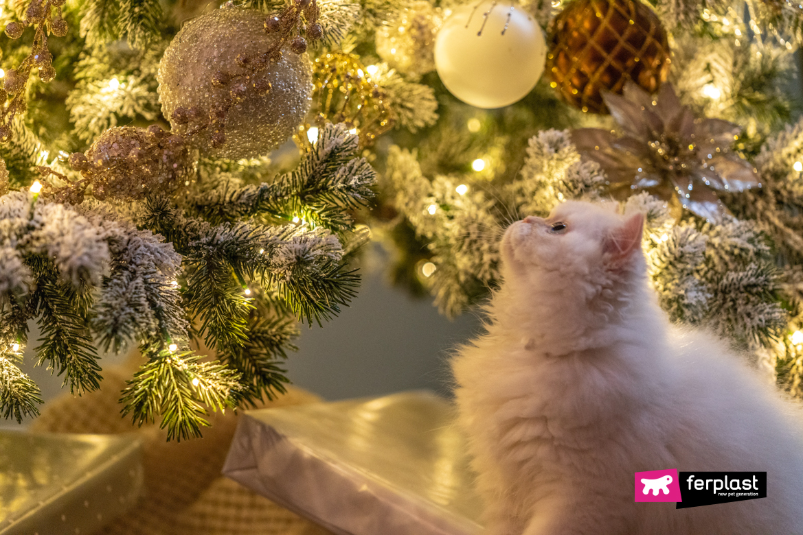 Gatto bianco guarda albero di Natale
