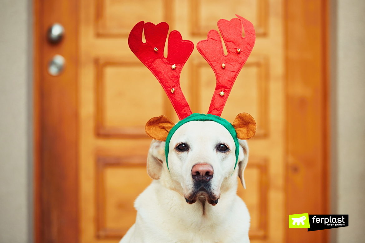 White dog at Christmas