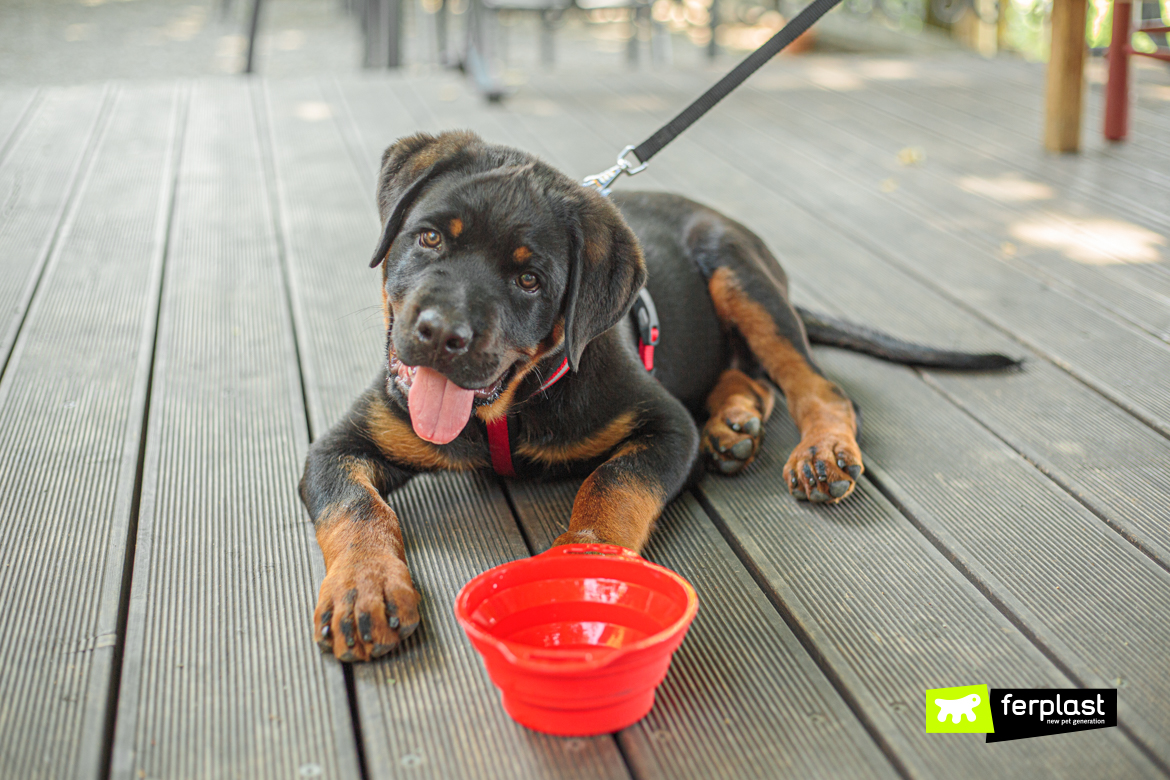 Rottweiler cucciolo beve dalla ciotola in silicone di Ferplast