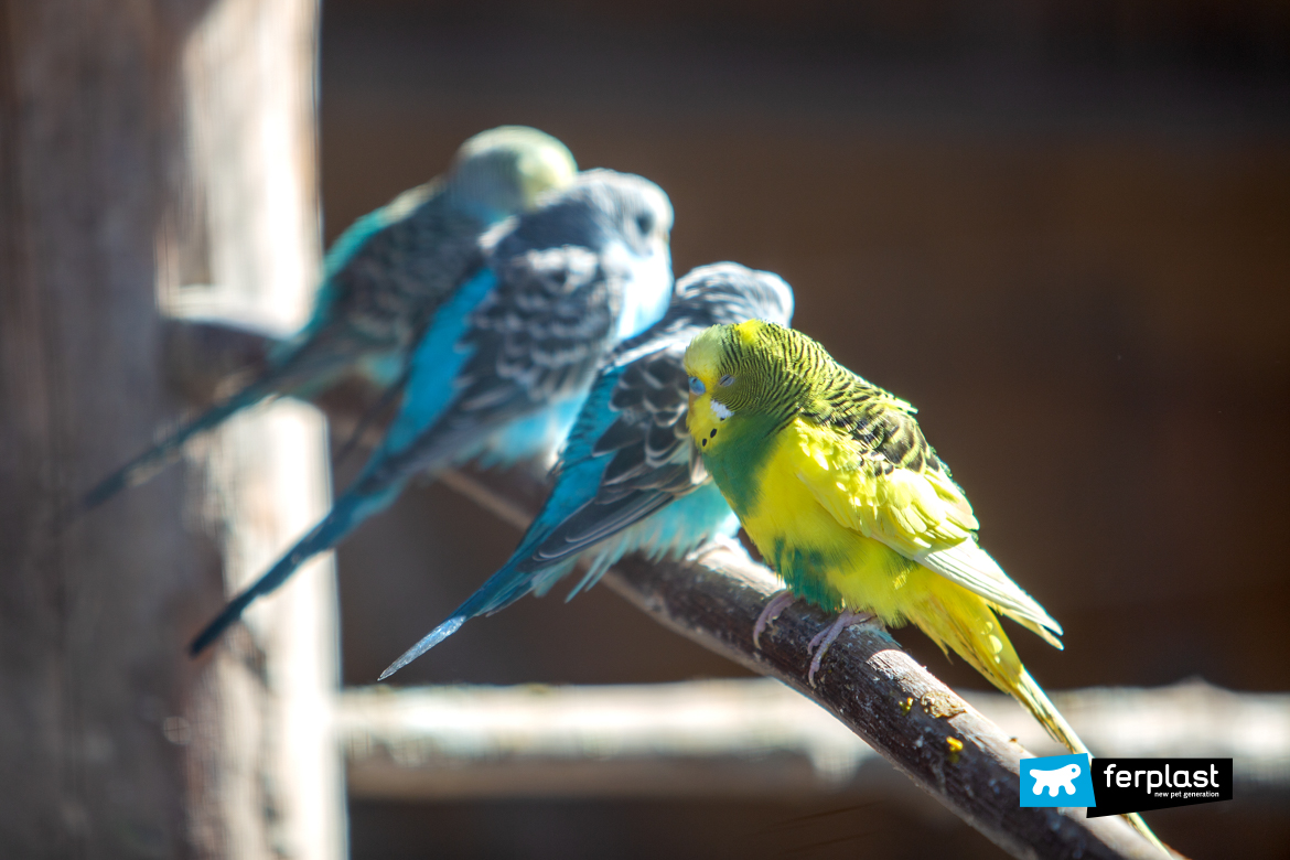 pappagalli colorati in una gabbia allo zoo