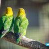 WHICH BIRD SPECIES CAN LIVE TOGETHER?