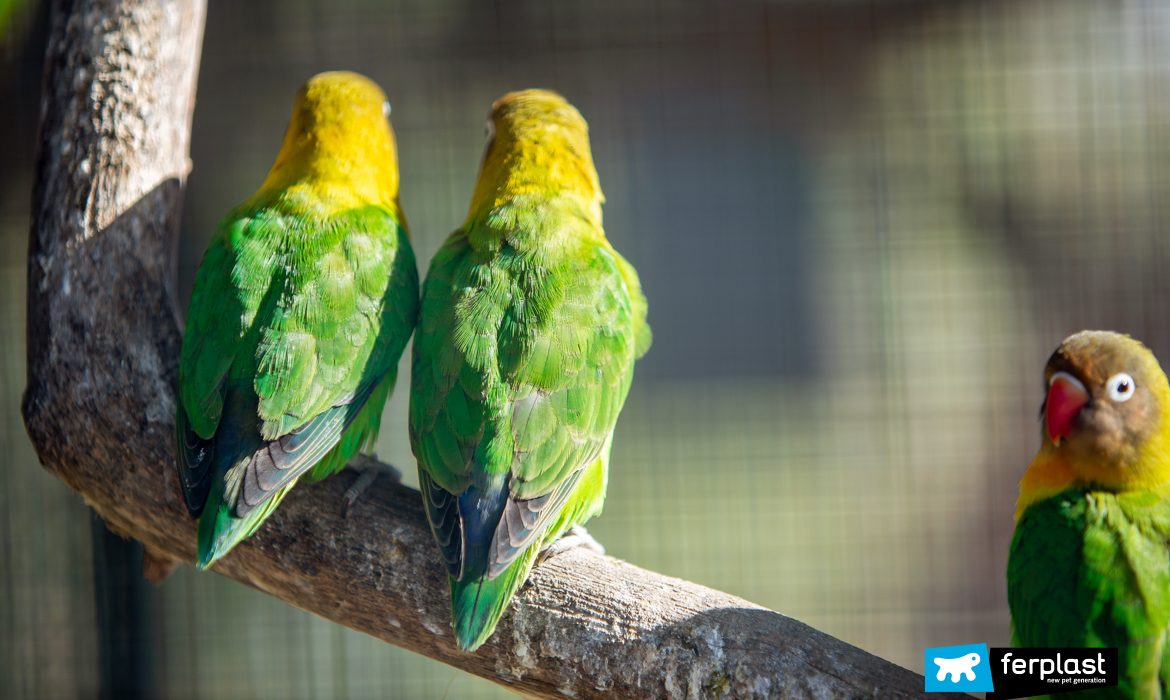WHICH BIRD SPECIES CAN LIVE TOGETHER?