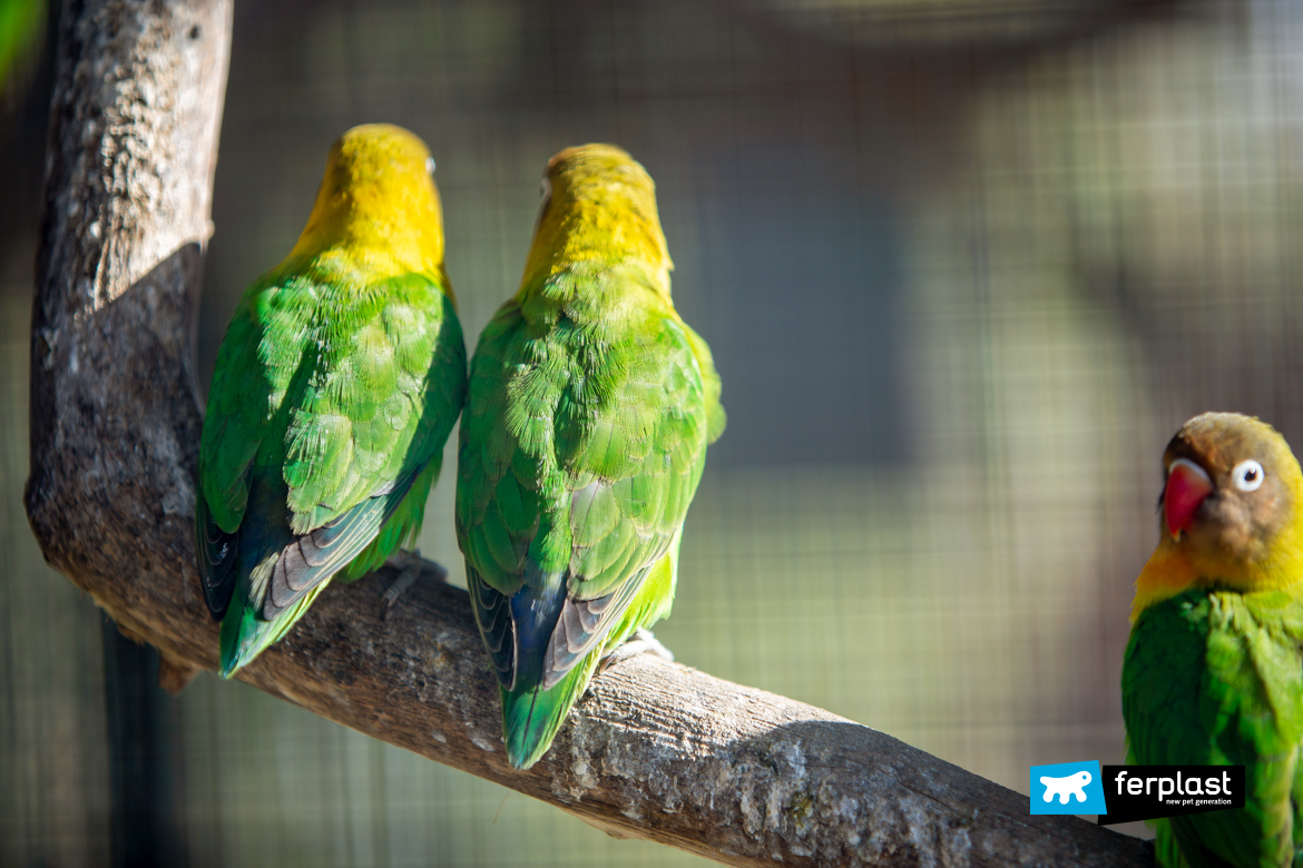 pappagalli colorati allo zoo convivenza