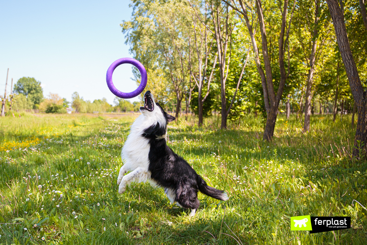 Cane gioca con Puller di Ferplast