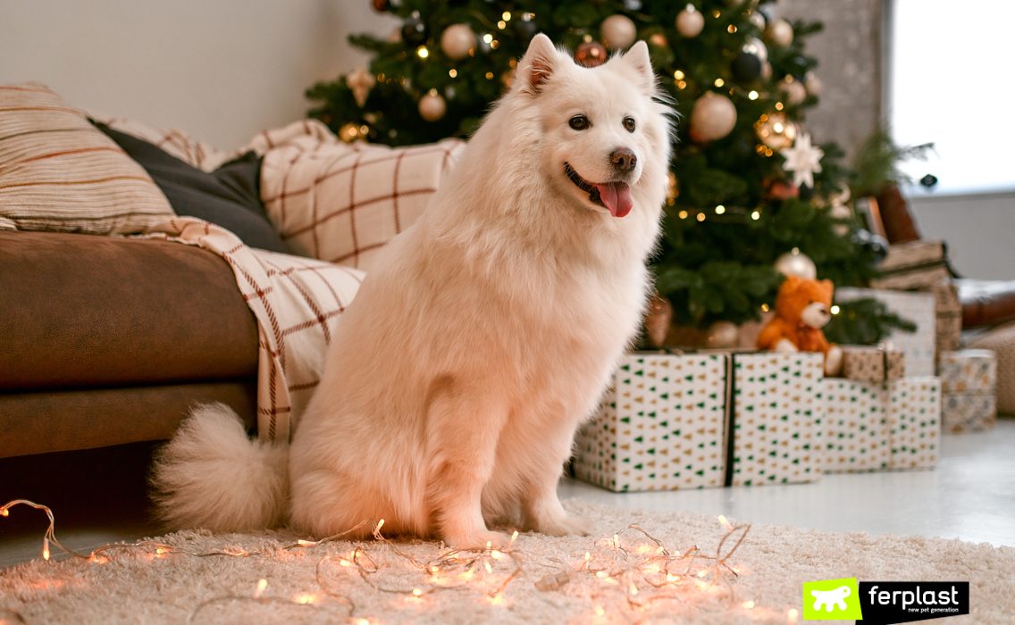 Cane davanti all'albero di Natale