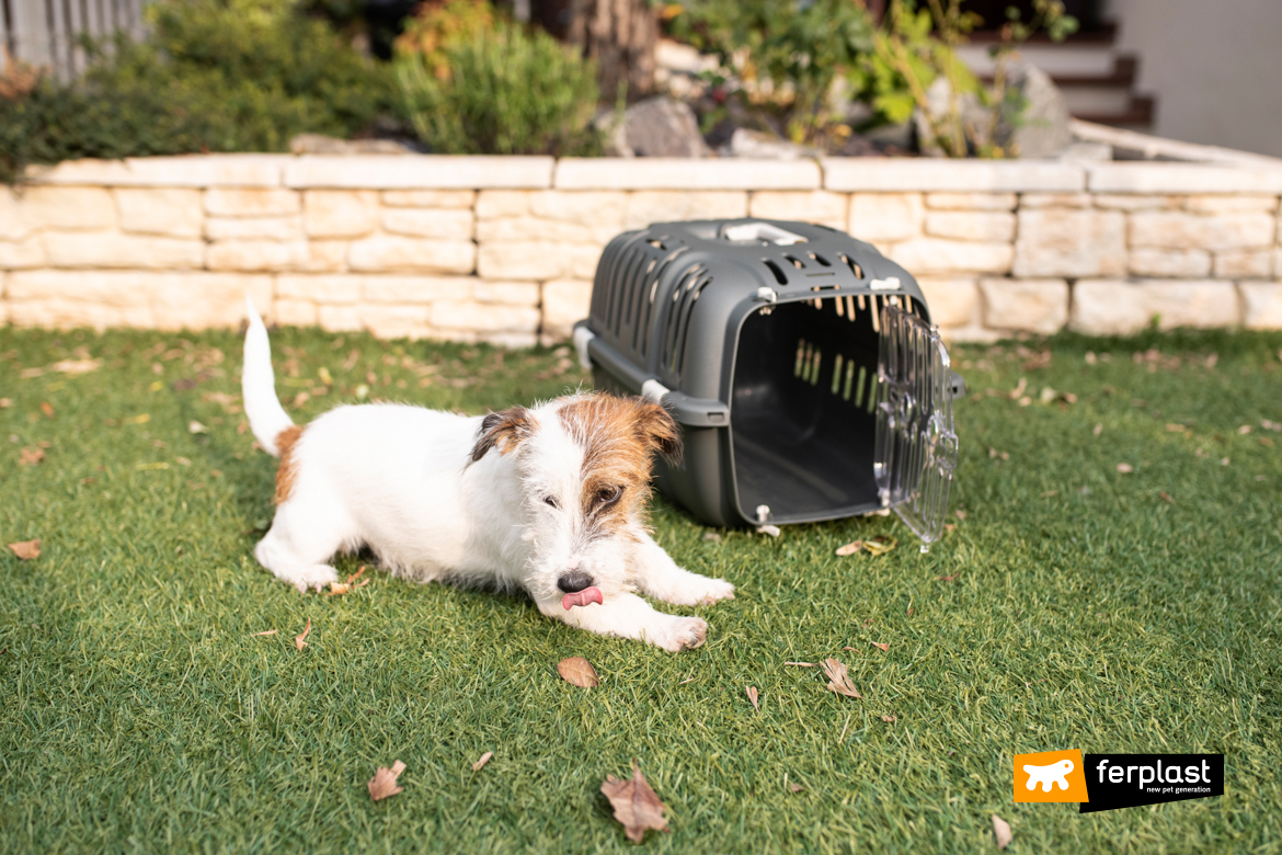 Chien dans le jardin avec panier de transport Ferplast Jet