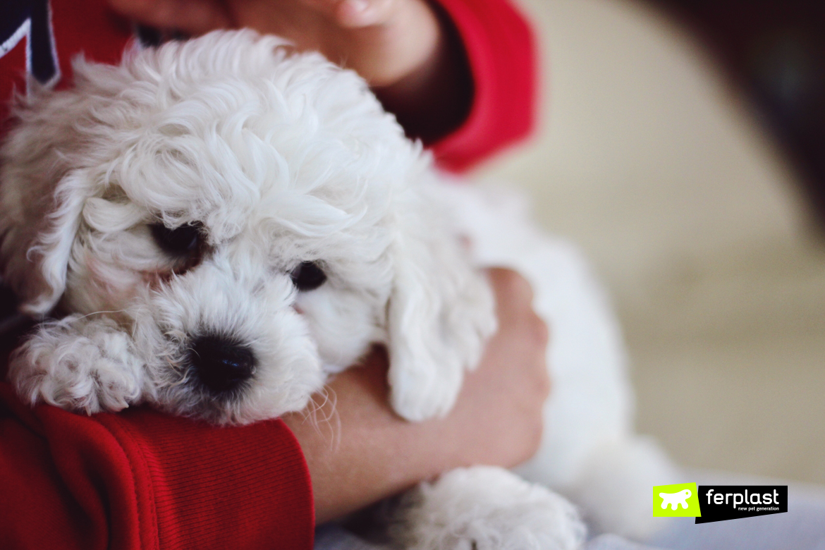 Puppy dog with his little pet parent