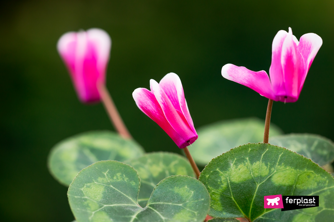 ciclâmen entre as flores venenosas para gatos