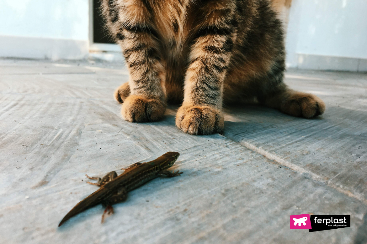 Dettaglio lucertola mentre il gatto la guarda