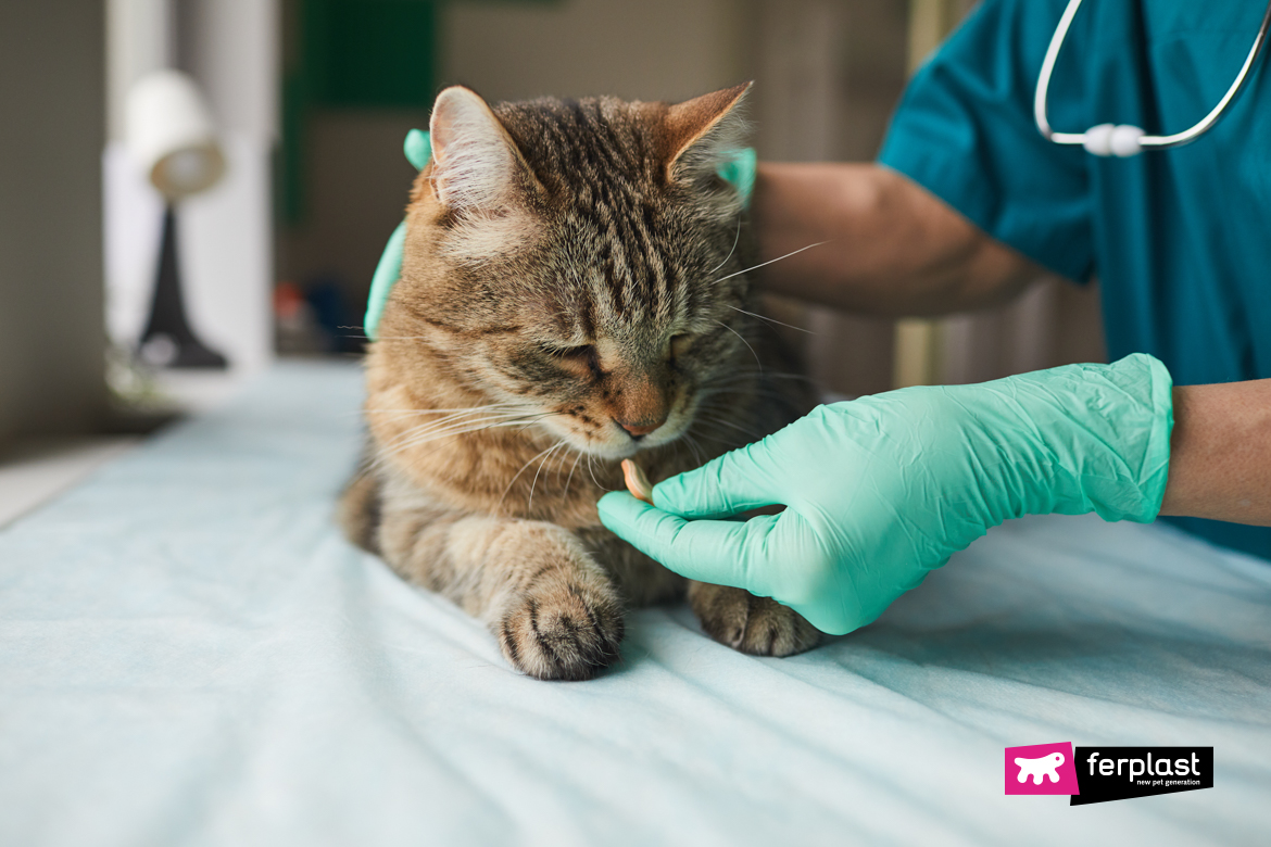 Chat chez le vétérinaire pour avoir ingéré plantes et fleurs toxiques