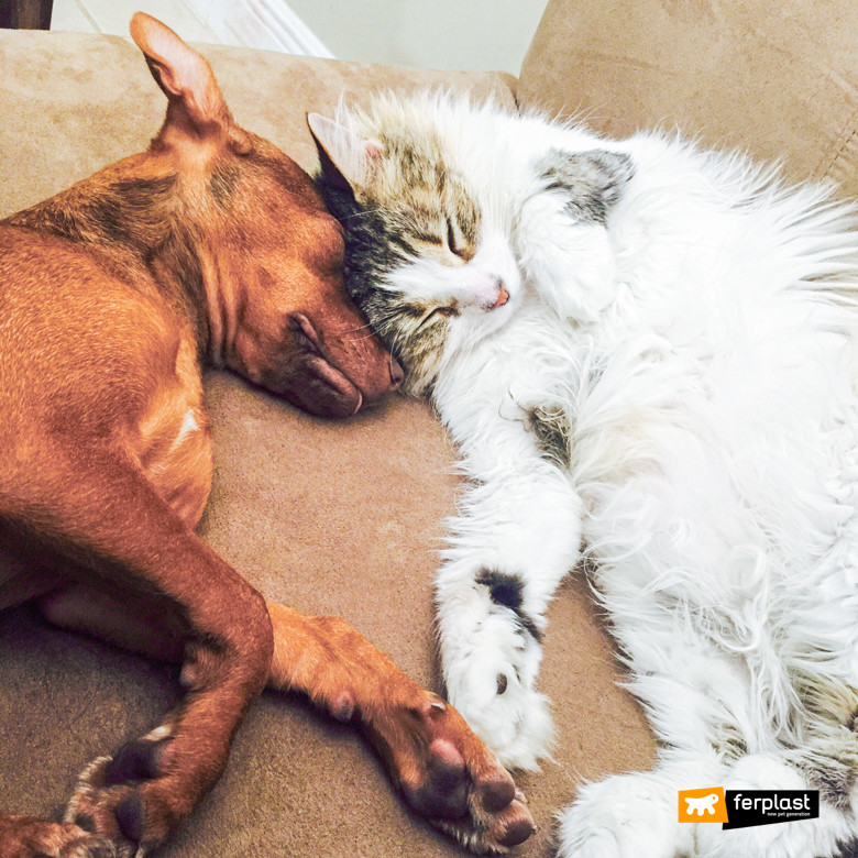 Top Tips For How To Get Cats And Dogs To Live Together - Webbox