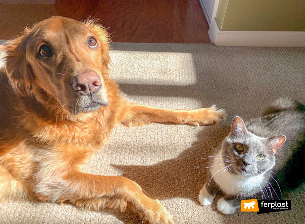 dog and cat pictures together
