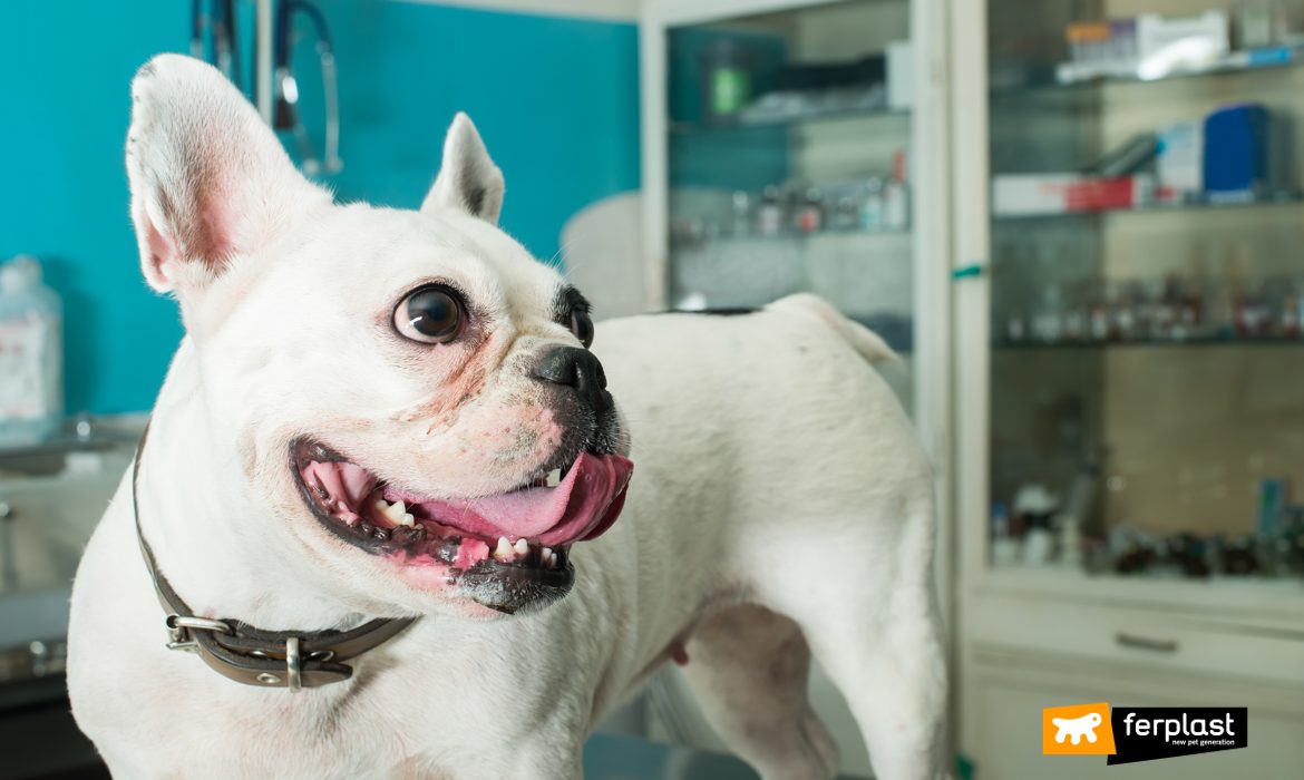 Cane dal veterinario