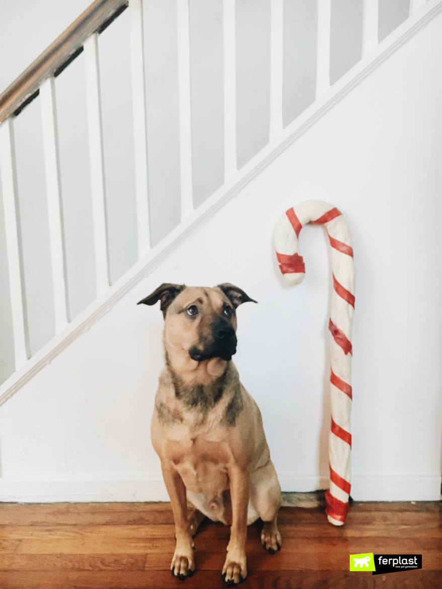 Dog sits next to a Christmas sweet
