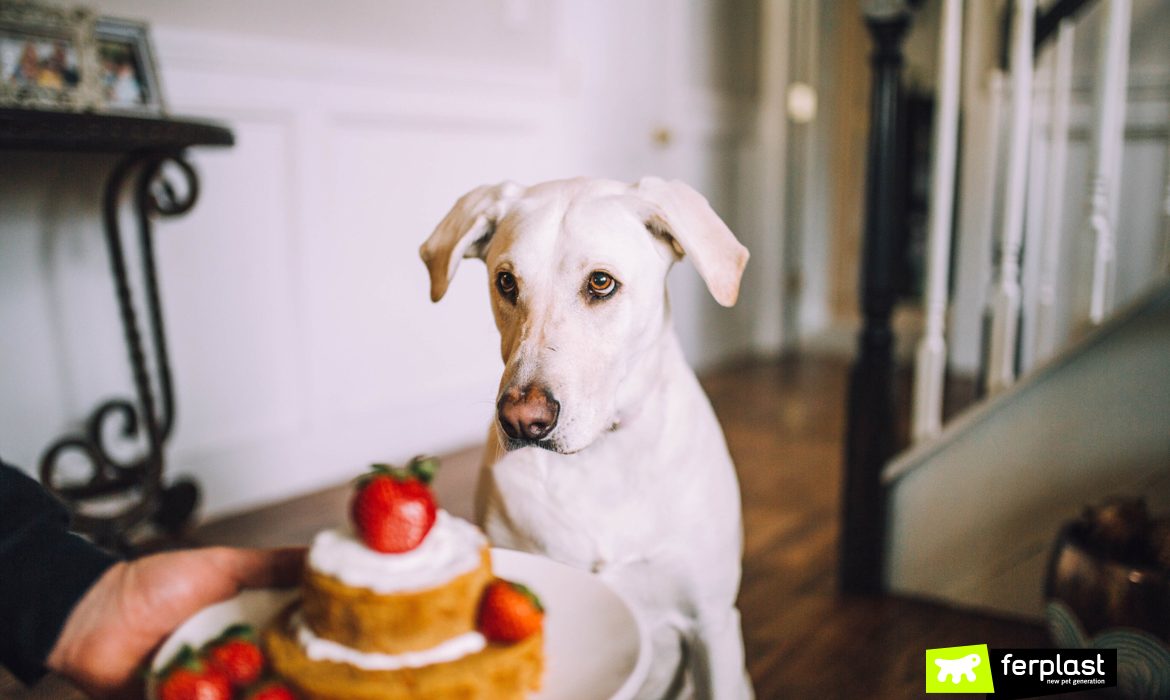 Cane guarda una torta