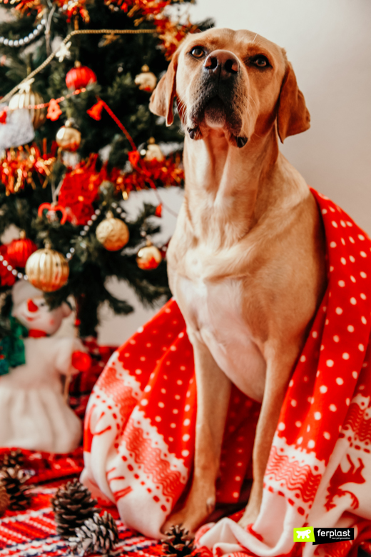 Cane con coperta davanti all'albero di Natale
