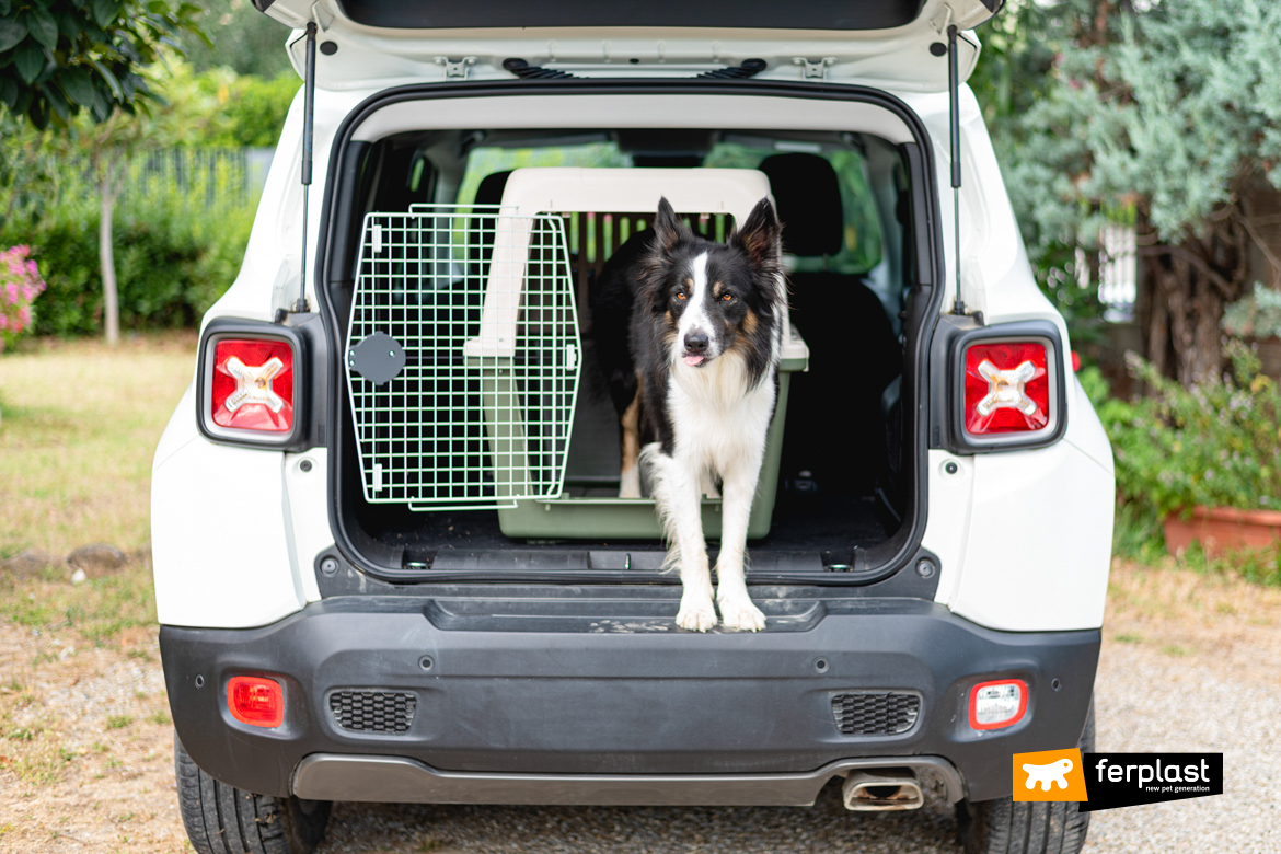 Chien dans le panier de transport Ferplast prête à partir en vacances