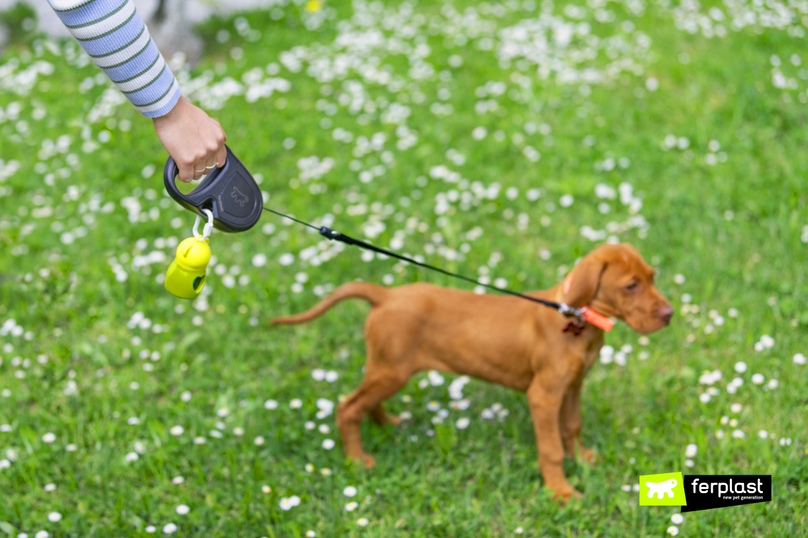 Bracco ungherese cucciolo con guinzaglio Flippy One