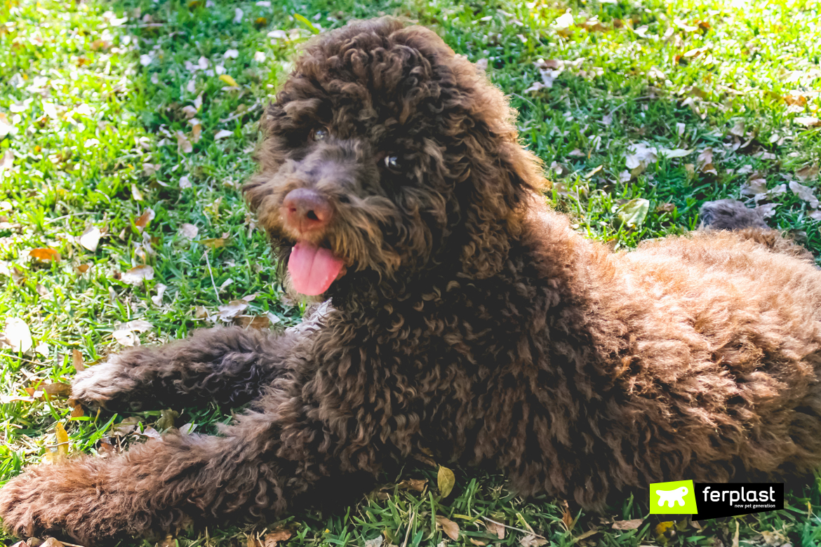 Lagotto Romagnolo, razza di cane da tartufo