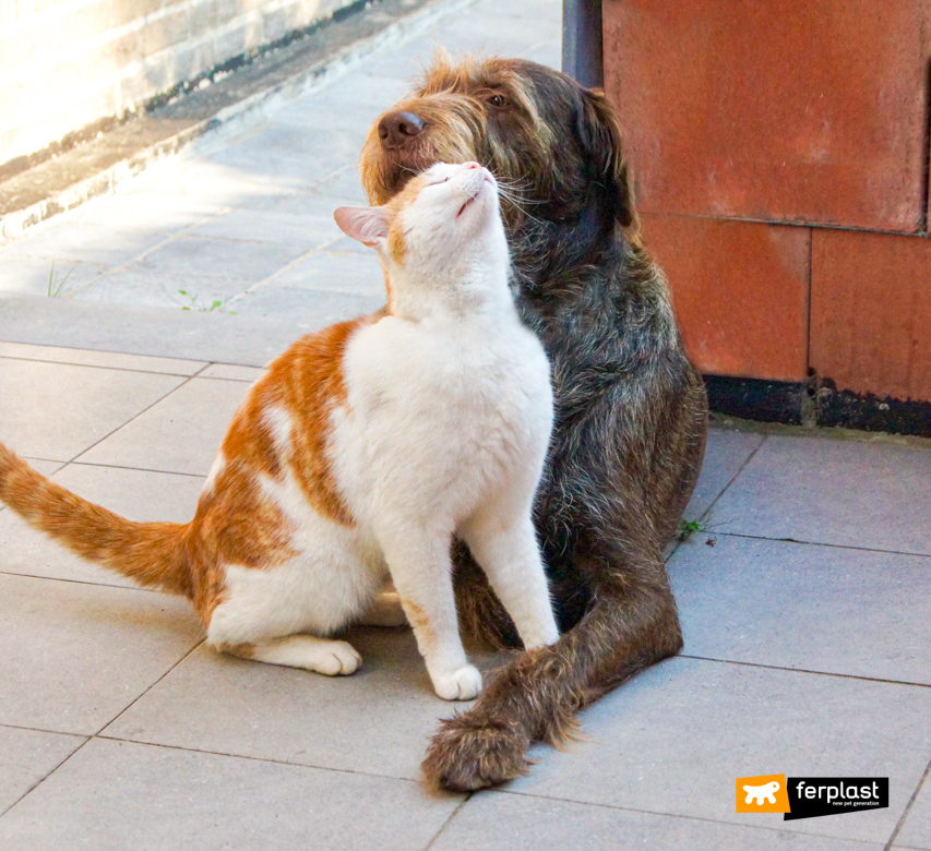 Cane e gatto insieme nel cortile di casa