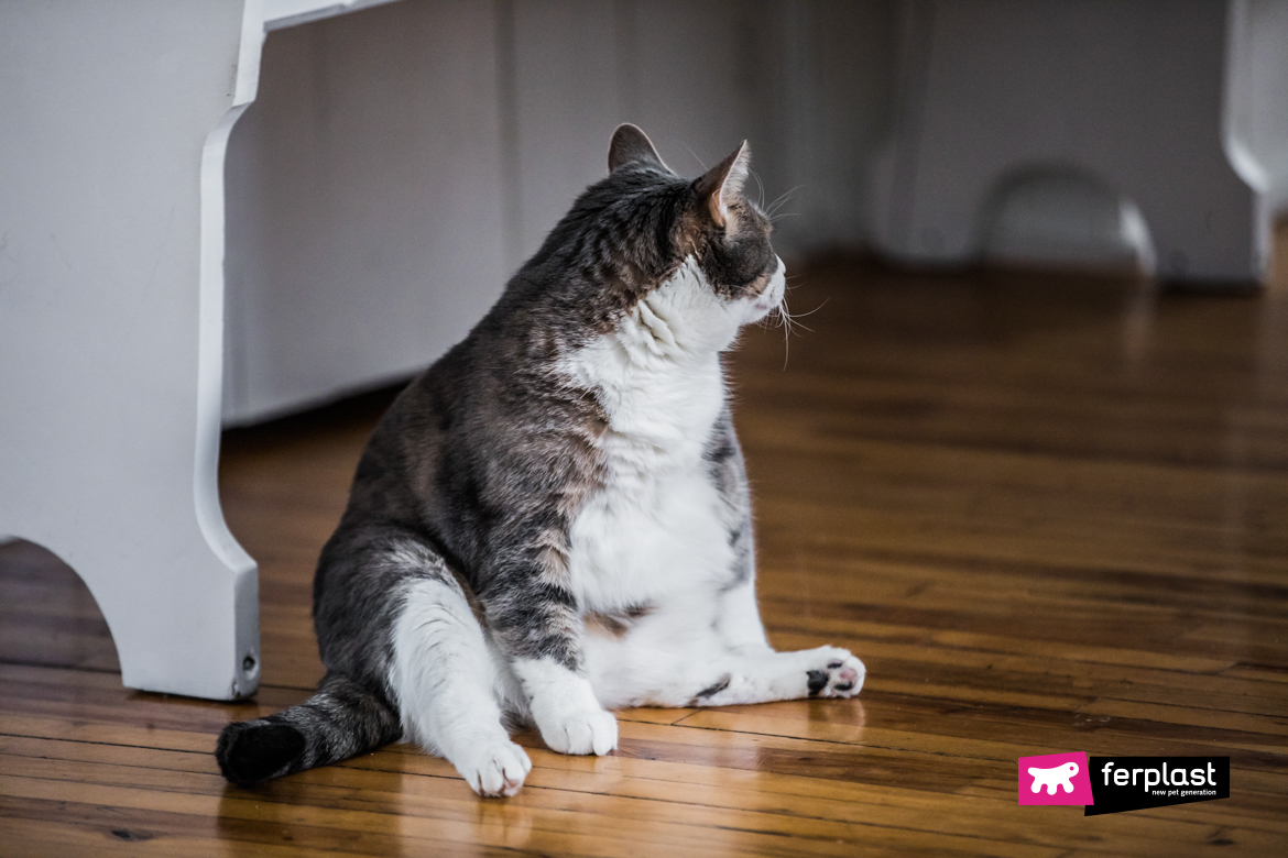 Gatto obeso seduto