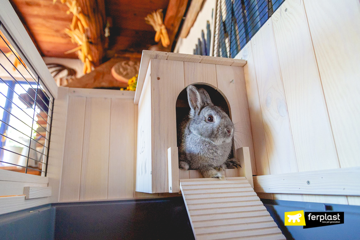 Accessories For Rabbits Everything They Need