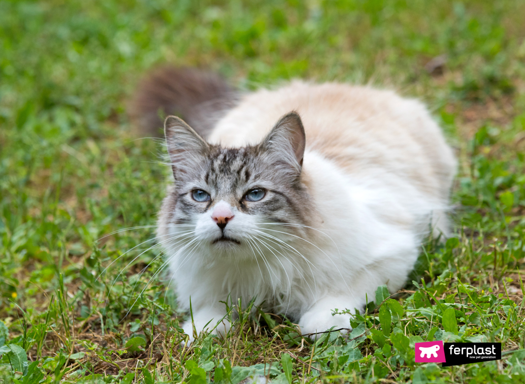 Gatto sull'erba in agguato