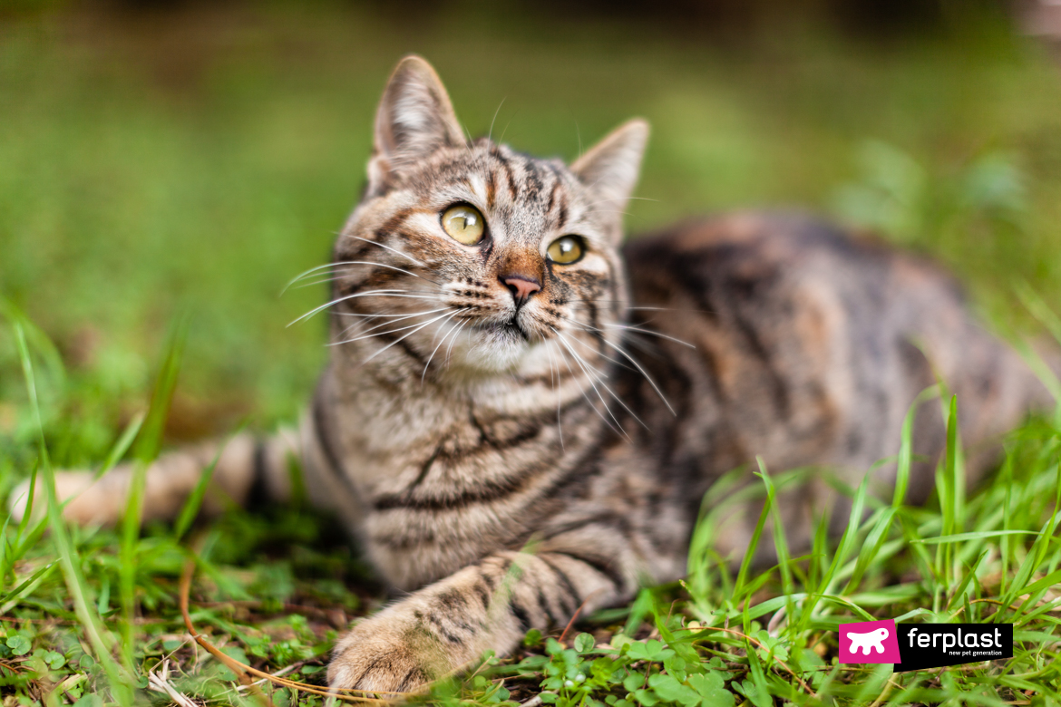 Кошка лежит на траве с настороженными глазами