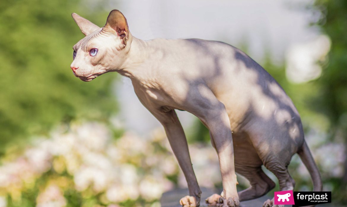 Gato sem pêlos ao sol