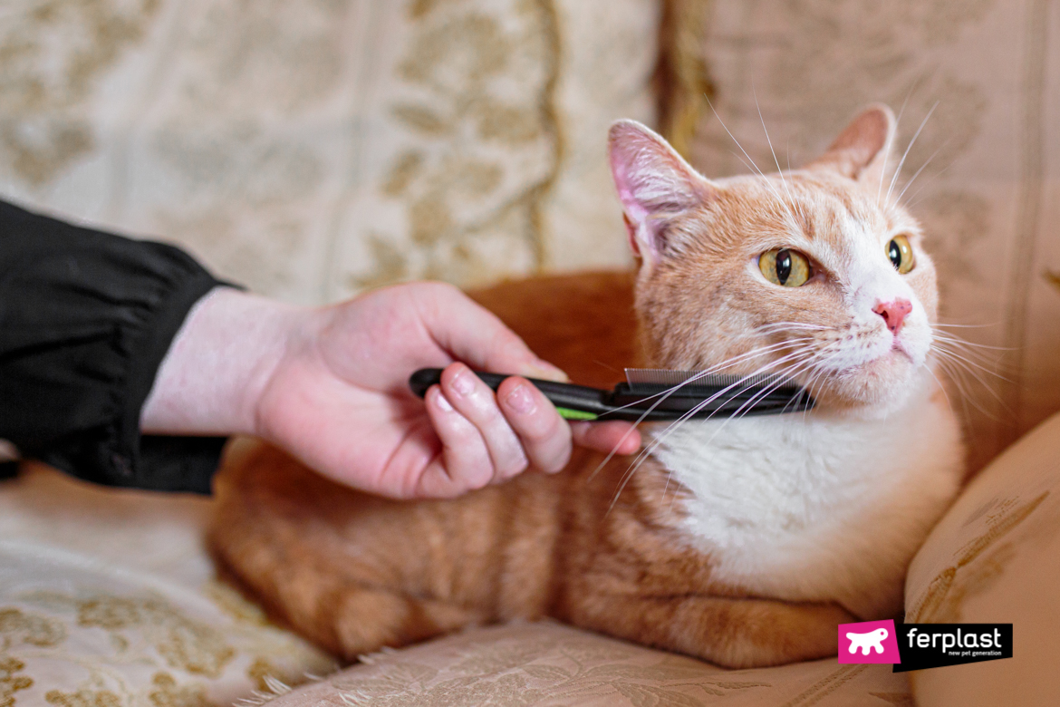 Le chat est brossé avec une brosse Ferplast