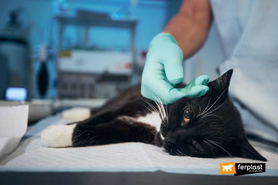 gatto nero e bianco dal veterinario ferplast