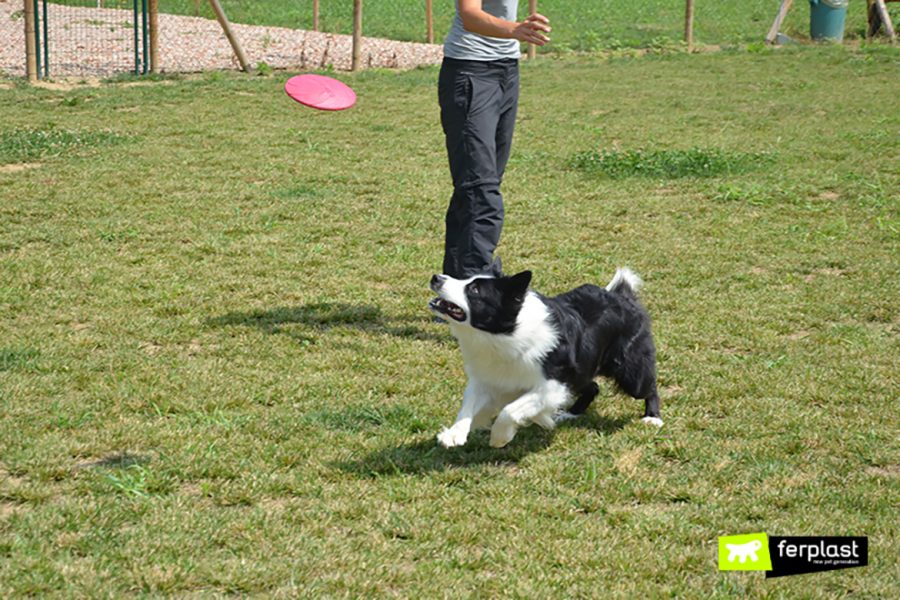Border Collie gioca a frisbee con la padrona