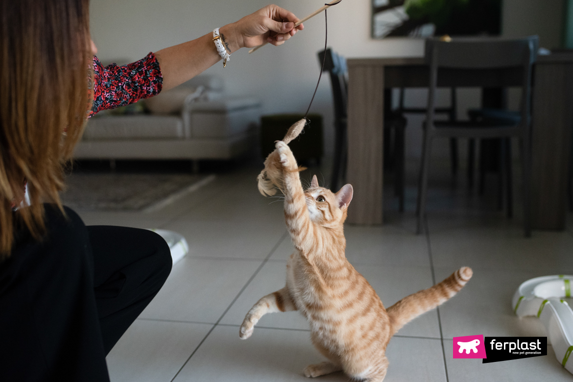 Pourquoi Le Chat Est Il Obsede Par Les Lezards Love Ferplast