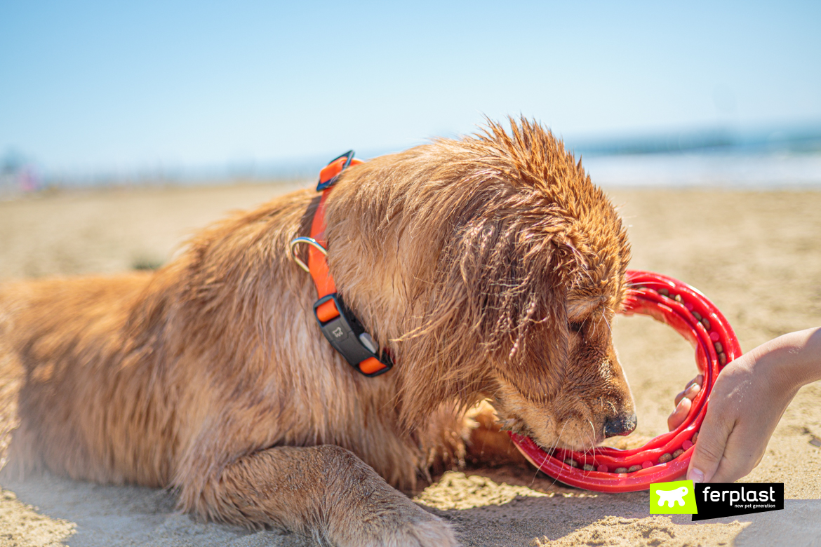 Smile, gioco dentale di Ferplast che aiuta i denti del cane