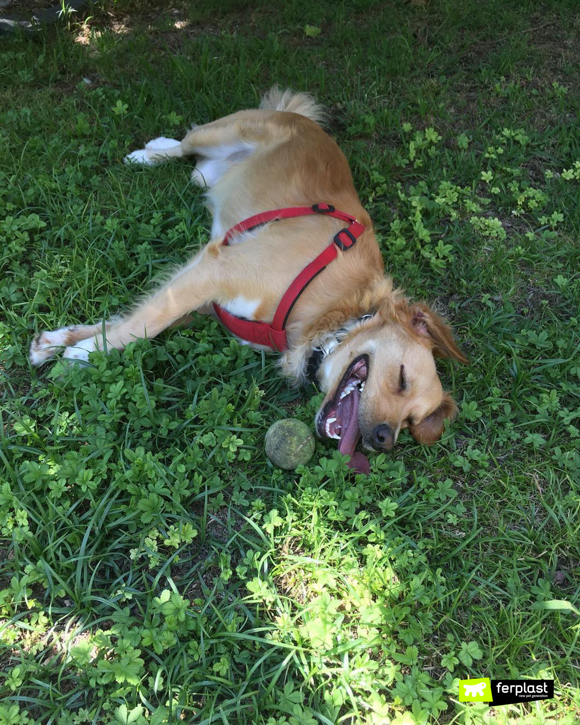 Cane si rotola sull'erba