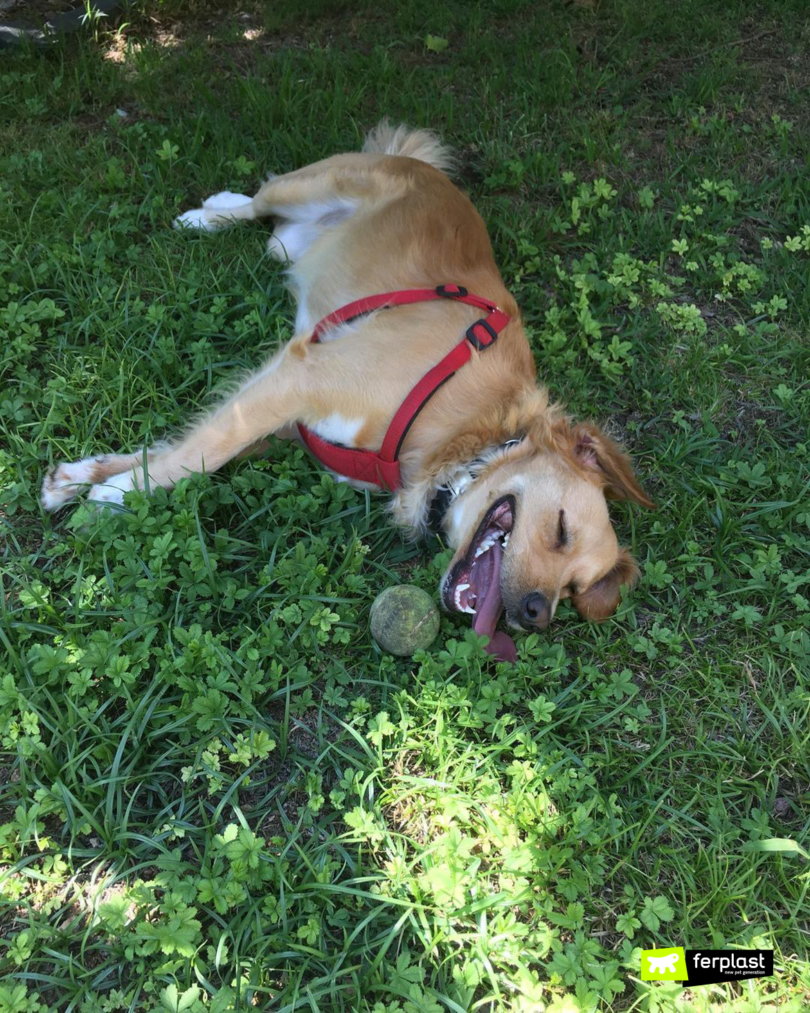 Le chien se roule sur l'herbe