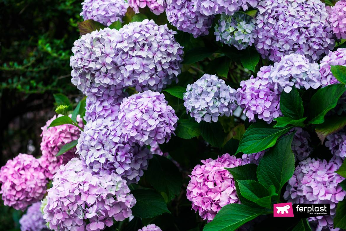 Hortênsias entre as flores venenosas para gatos