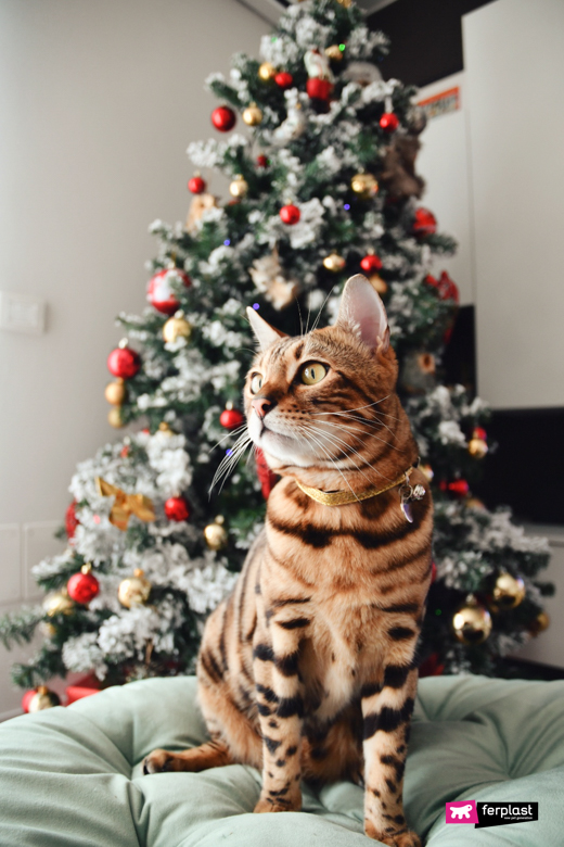 Bengal cat near the Christmas tree, Alex